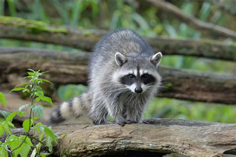 raccoon reproduction